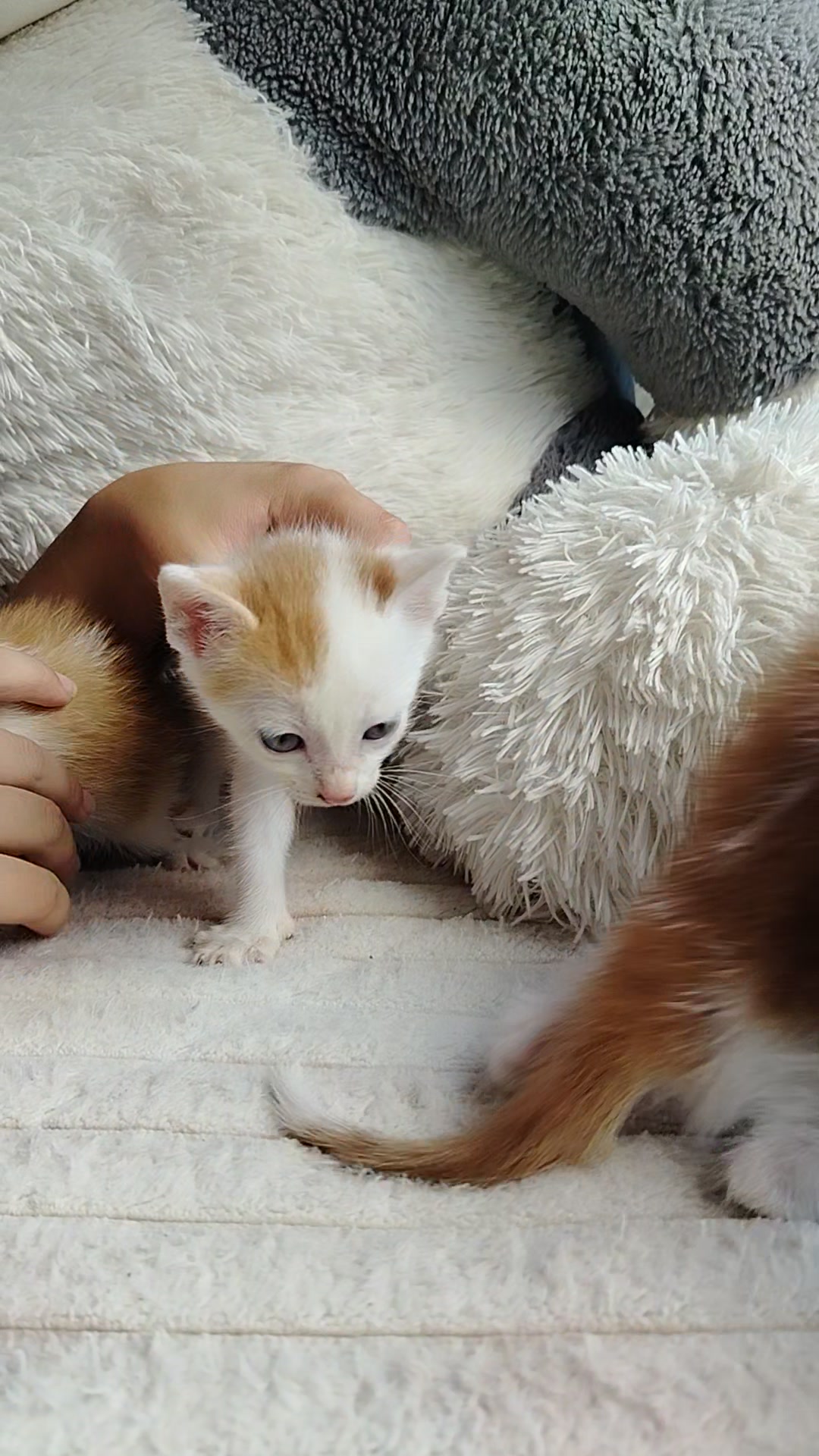 Buscando Hogar para Gatitos en Adopción en Bogotá 