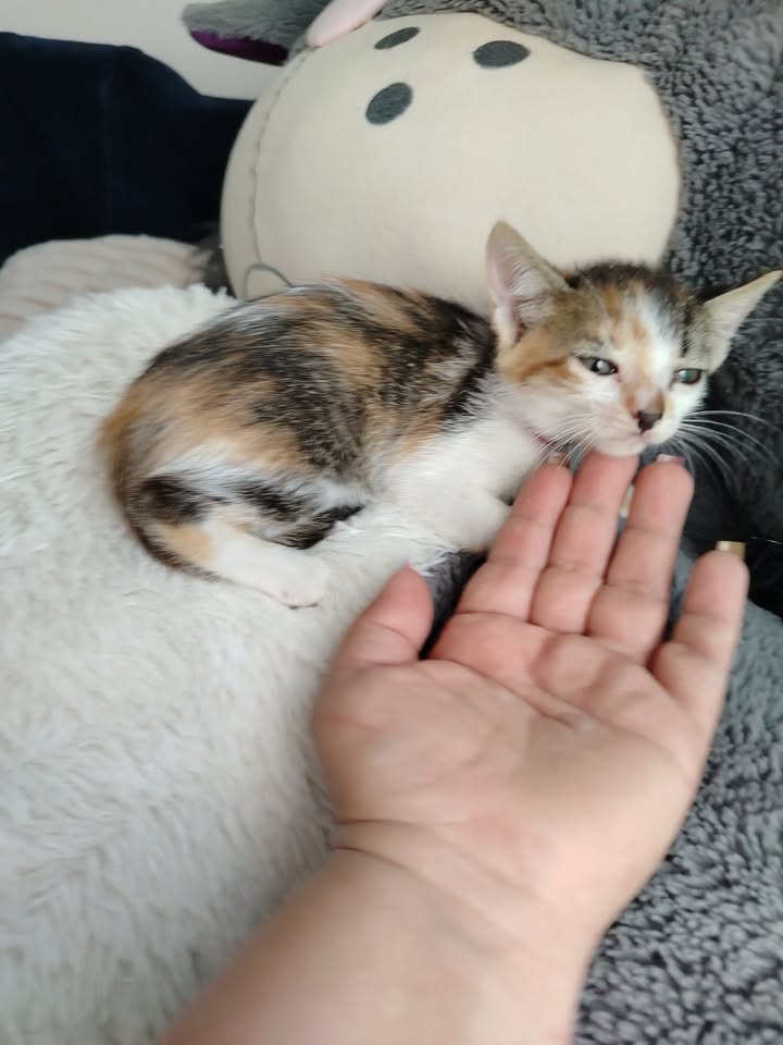 Gatitos en Adopción en Bogotá - Fundación Alma de Bigotes 