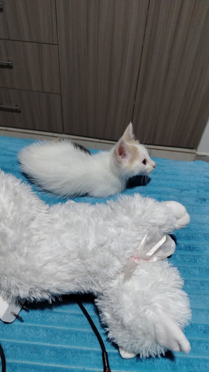 Gatitos en Adopción en Bogotá - Fundación Alma de Bigotes 