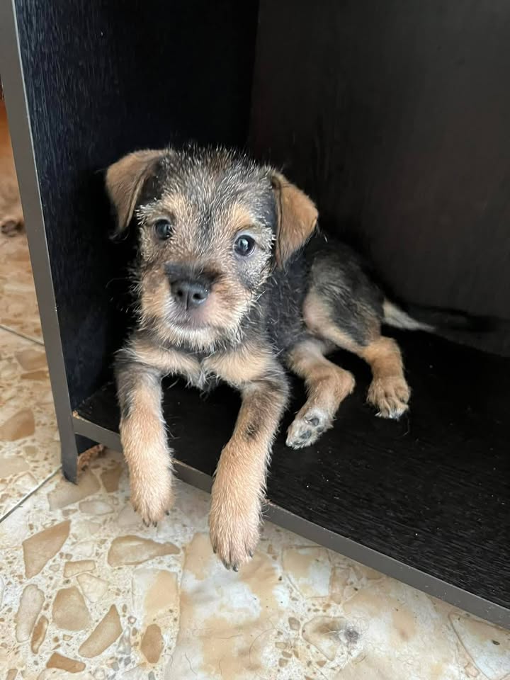 Cachorros en Adopción Responsable en Tuluá, Valle 