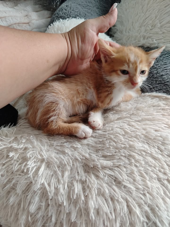 Gatitos en Adopción en Bogotá - Fundación Alma de Bigotes 