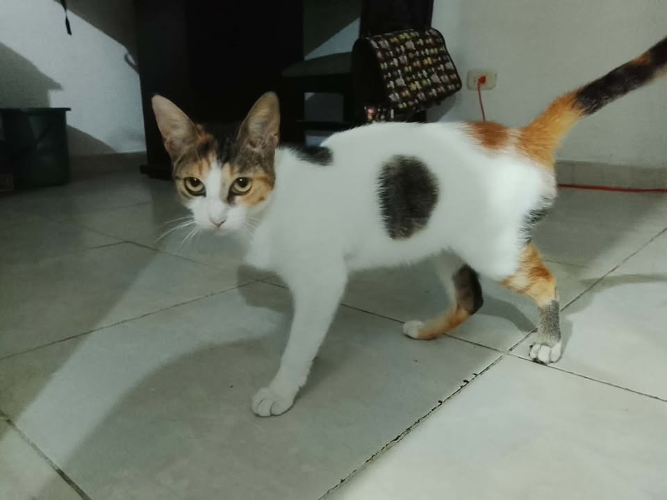 Gatica busca un hogar responsable y amoroso en Pereira, Risaralda 