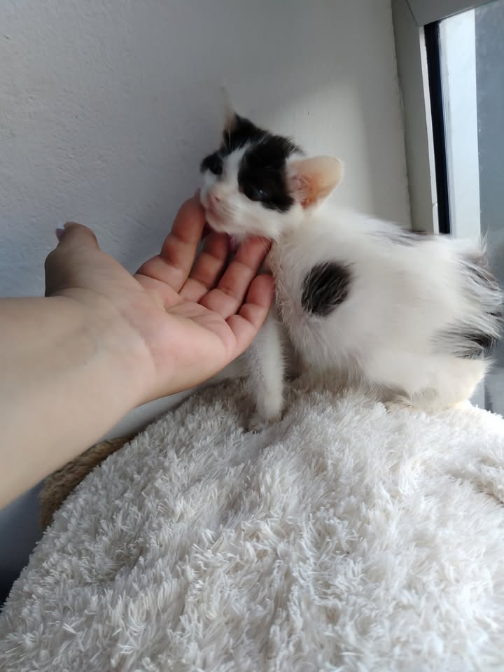 Gatitos en Adopción en Bogotá - Fundación Alma de Bigotes 