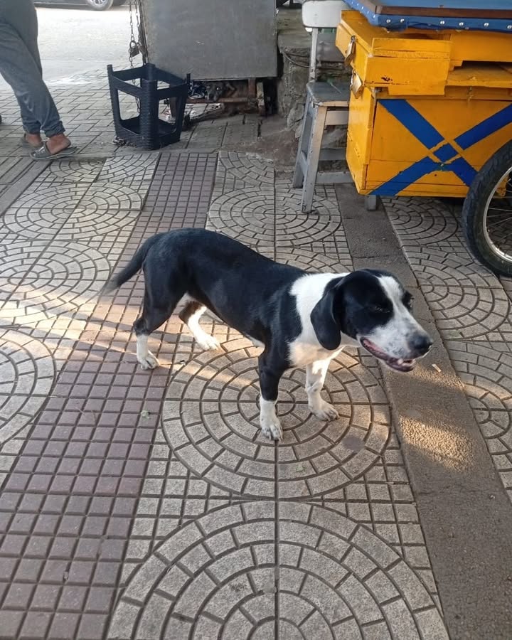 Perrita encontrada en el parque principal de La Virginia 
