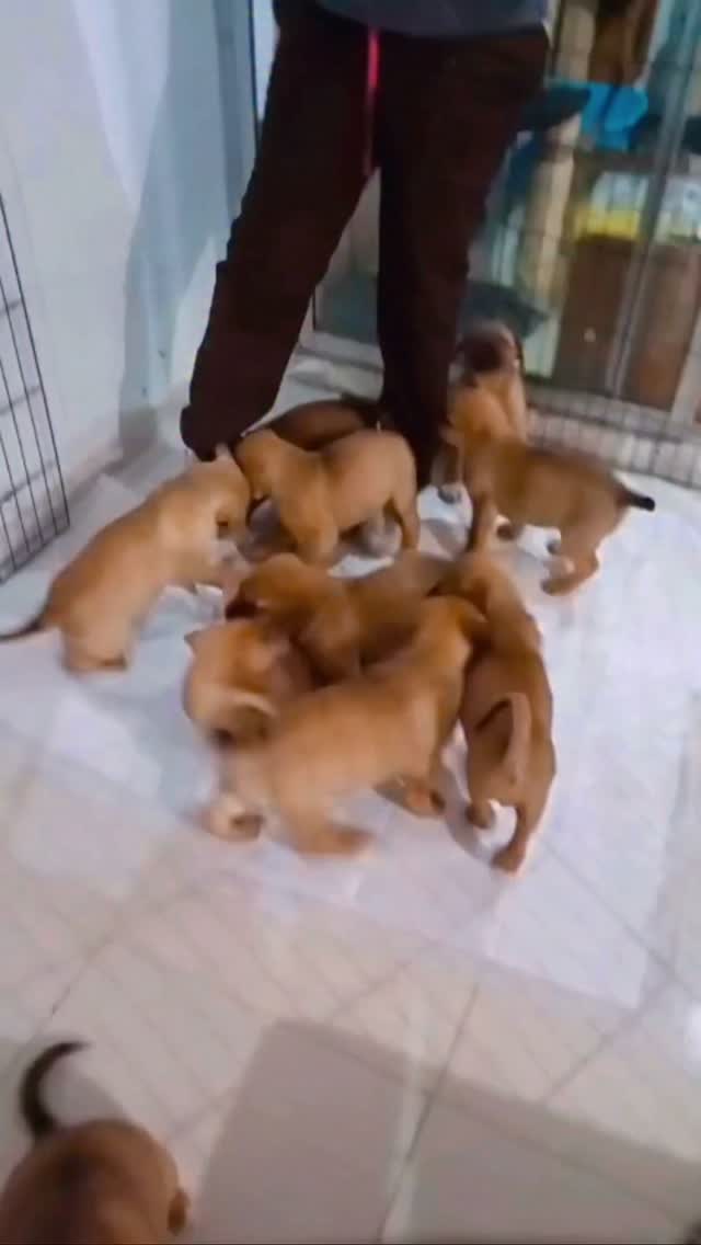 Cachorros en Adopción Urgente en Bogotá 