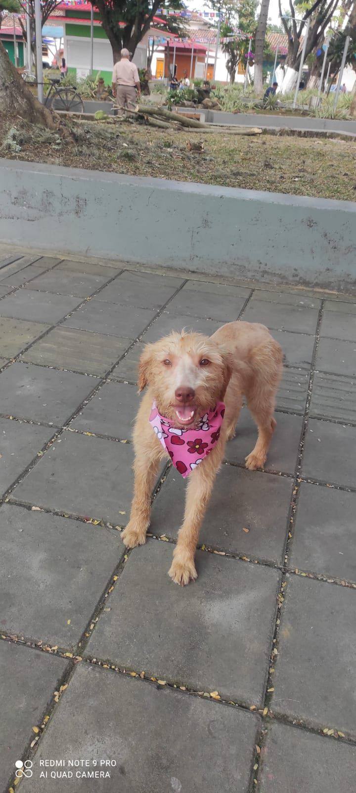 Adopción urgente en Tuluá: Dale una segunda oportunidad a esta peluda 