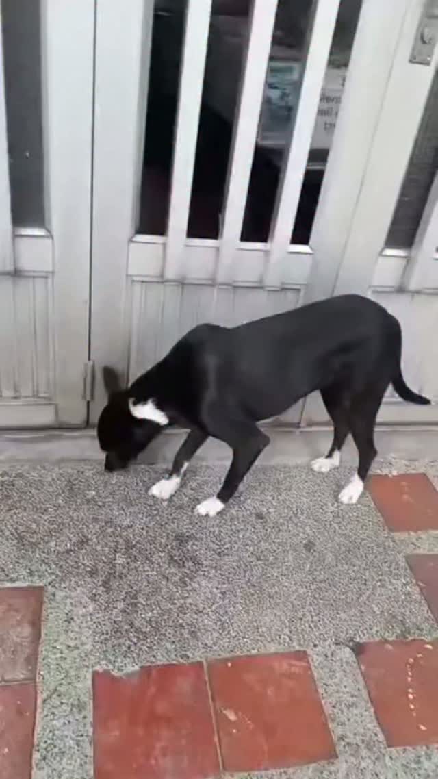 Perra en adopción en Pereira 