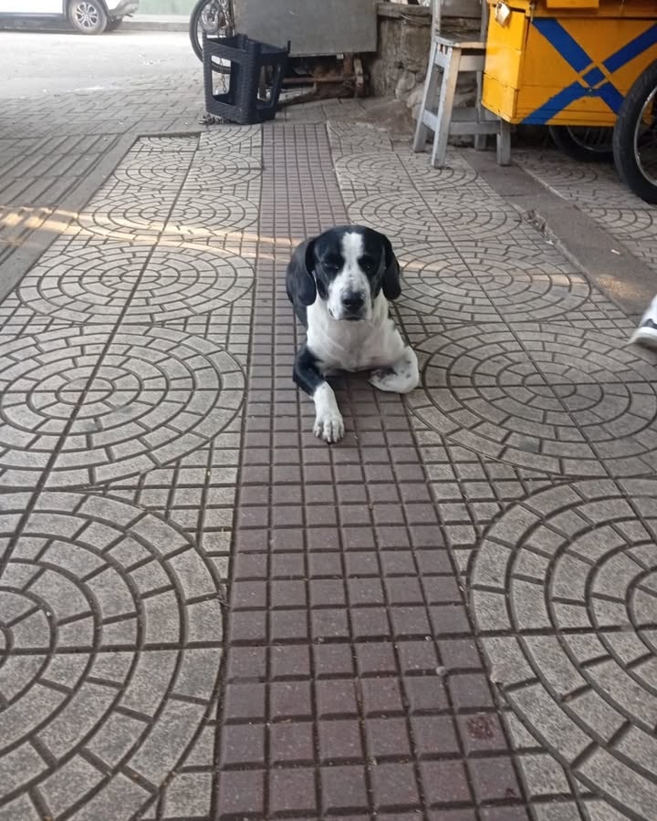Perrita encontrada en el parque principal de La Virginia 