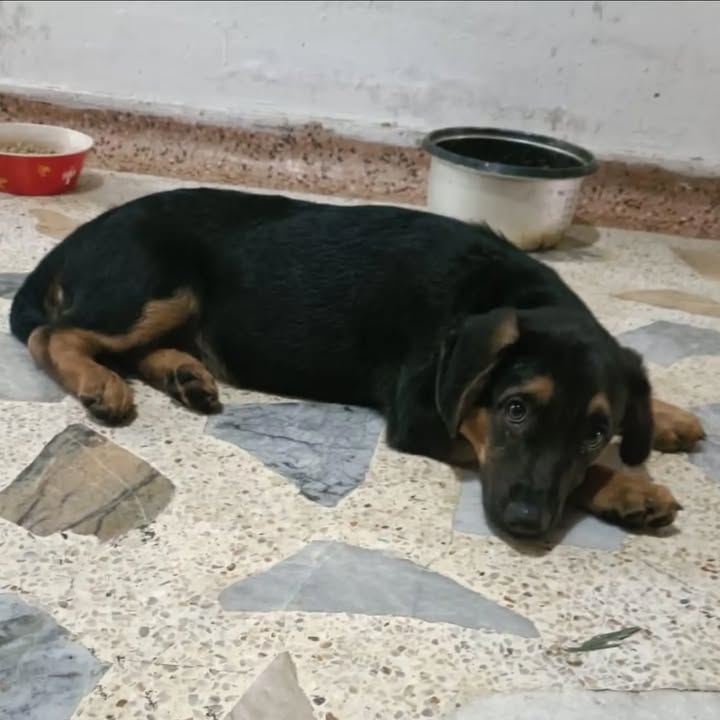 Adopción de cachorro Lucas en Pereira, Risaralda 