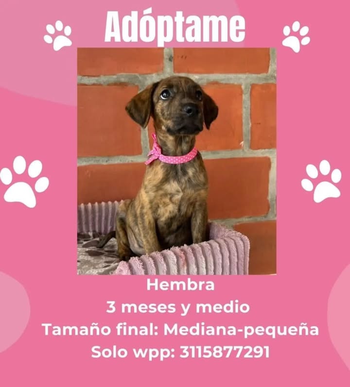 Adopción de perra mediana-pequeña en Pereira 