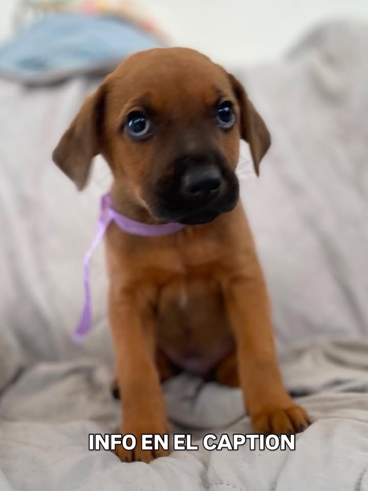 Adopta cachorrito Arbolito de la pradera en Bogotá 