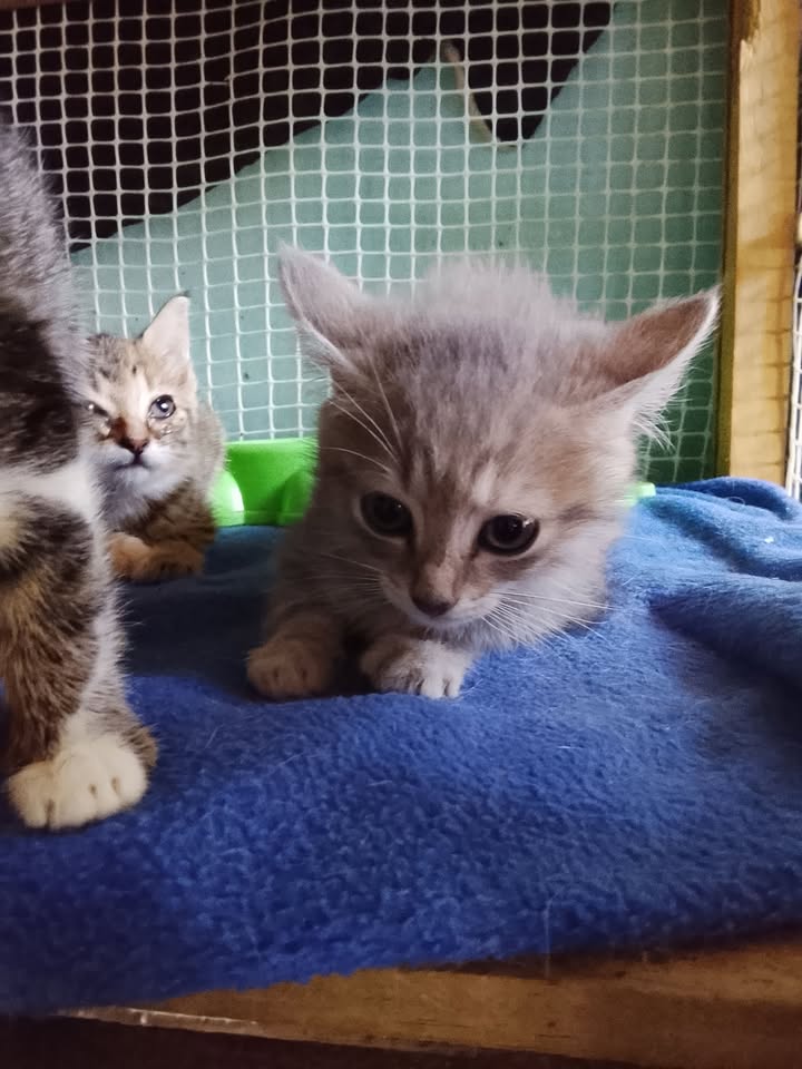 Gatitos disponibles para adopción en Neira, Caldas 