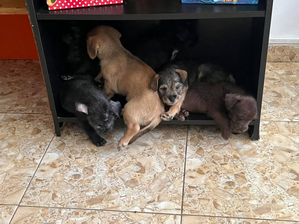Cachorros en Adopción Responsable en Tuluá, Valle 