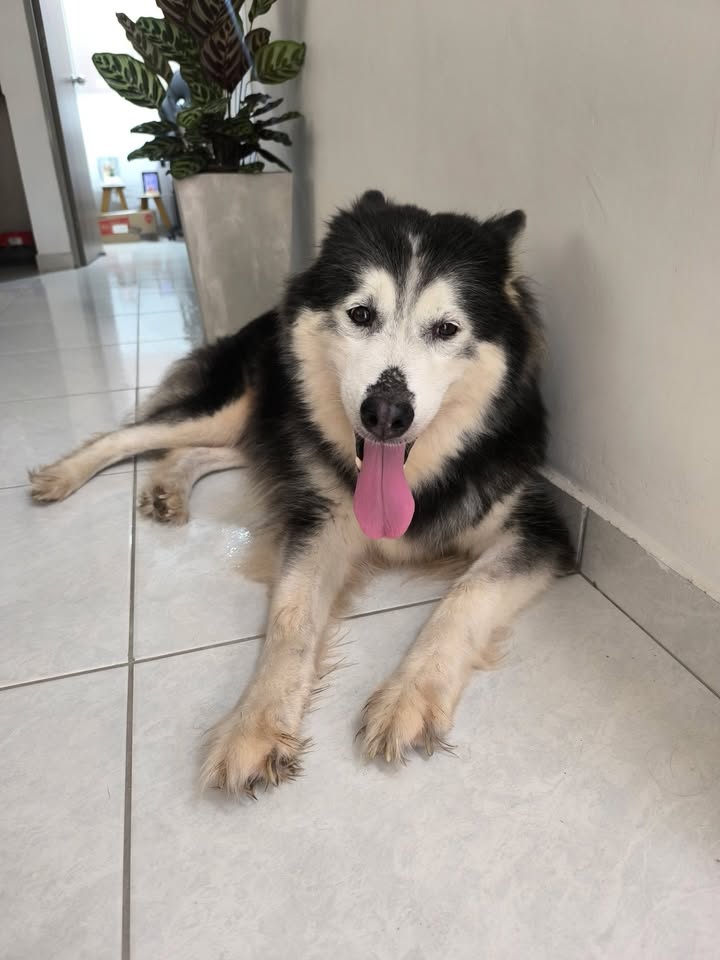 Perrita encontrada en Molivento, Pereira 