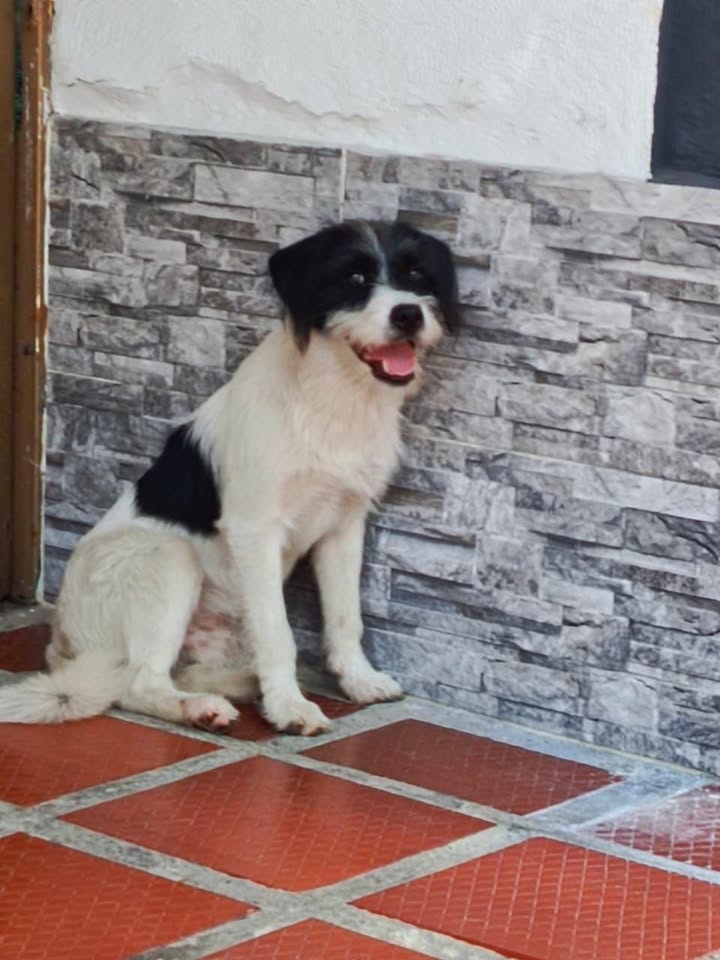 Perro encontrado en el barrio La Ceiba, Tuluá 