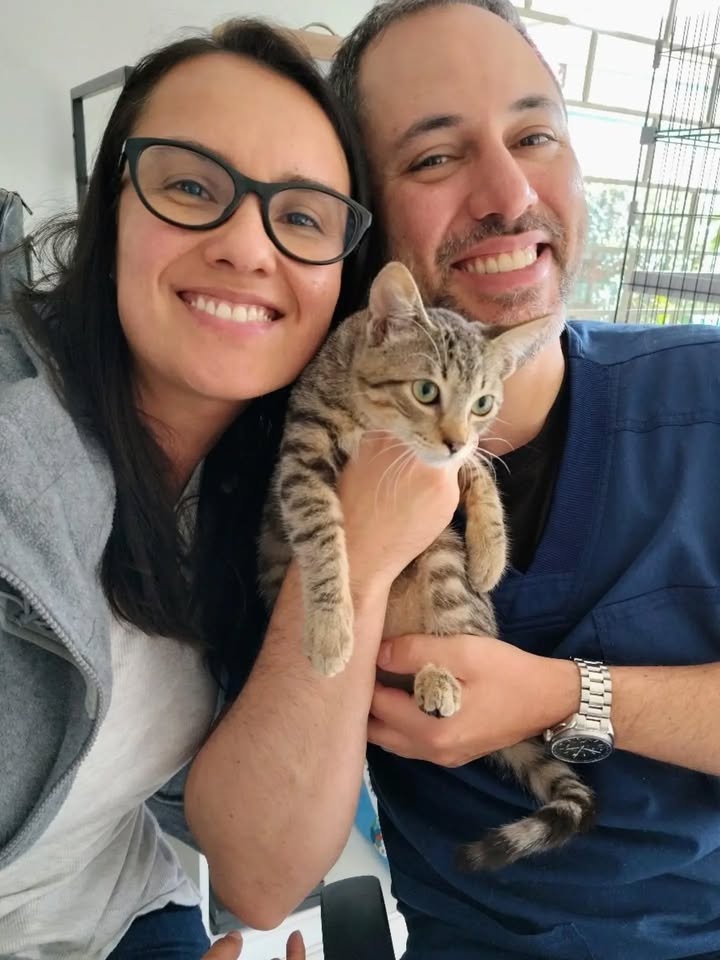 Adorable gato llamado Yoda busca hogar lleno de amor en Bogotá 