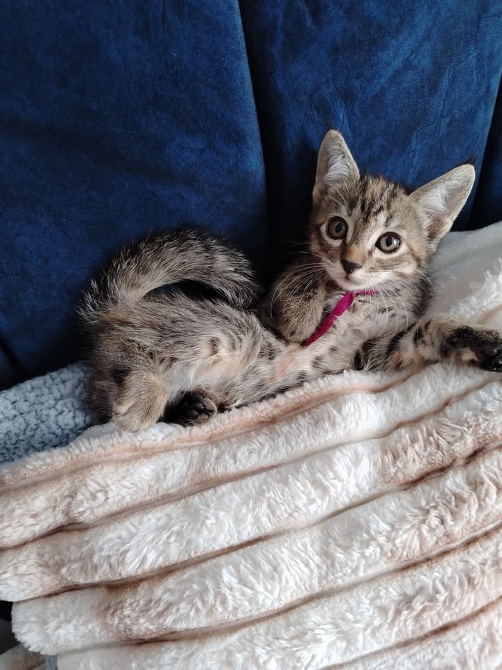 Gatitos en Adopción en Bogotá - Fundación Alma de Bigotes 