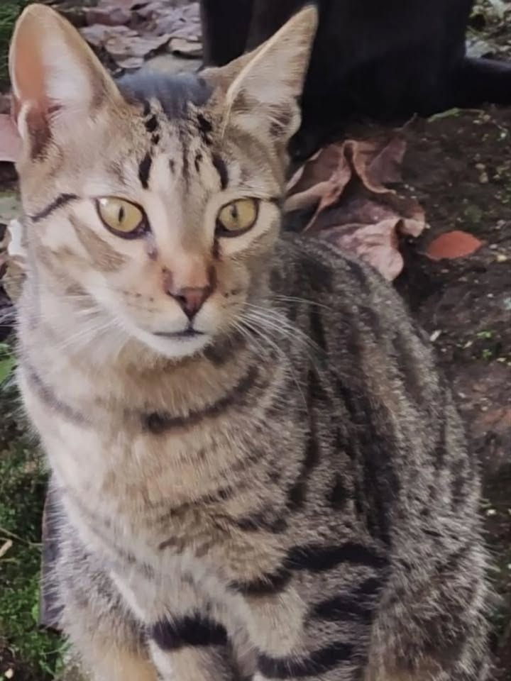 Adopción de tres gatitos en Pereira, Risaralda 