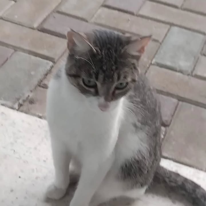 Gato en adopción en Pereira - Risaralda 