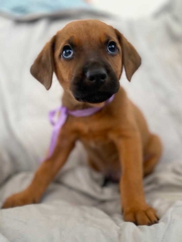 Adopta cachorrito Arbolito de la pradera en Bogotá 