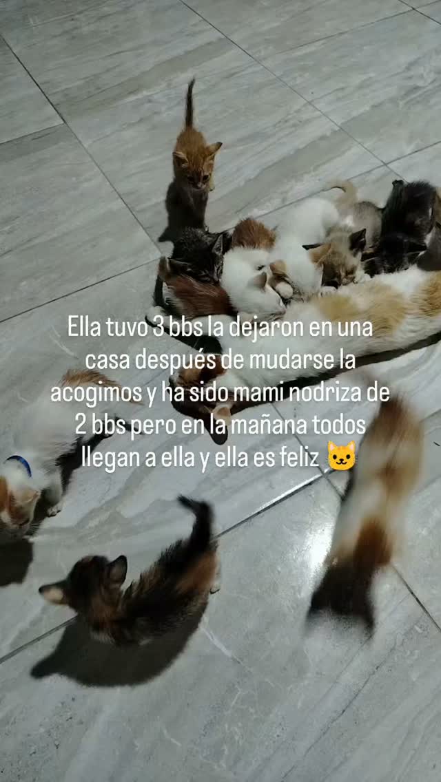 Adopción de gatitos en Bogotá 