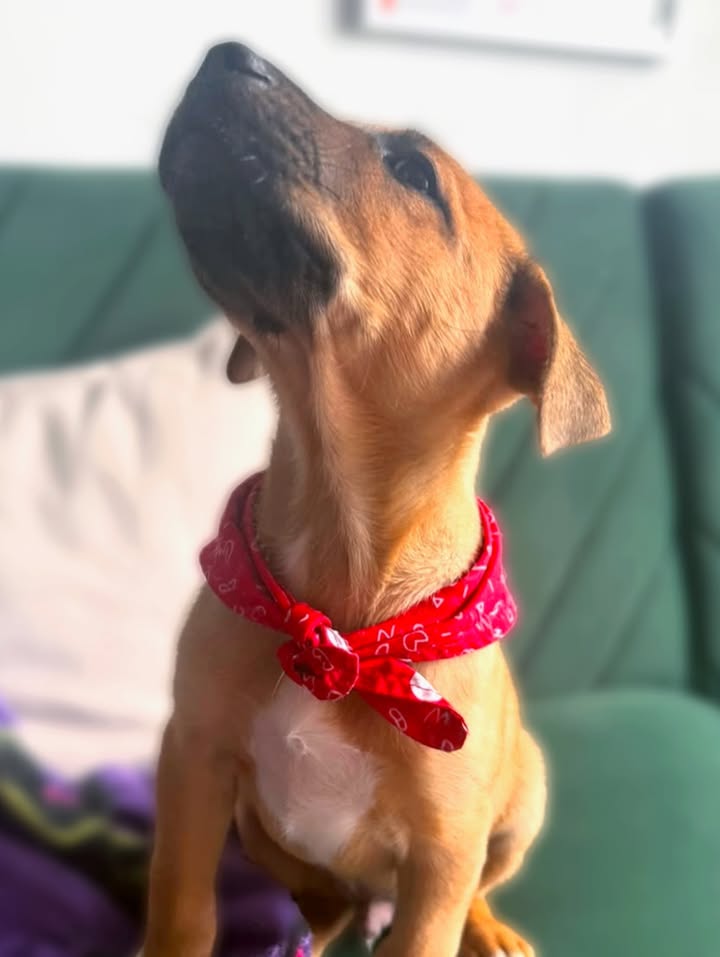 Adopta a Tomatito, un tierno cachorro listo para encontrar su hogar 