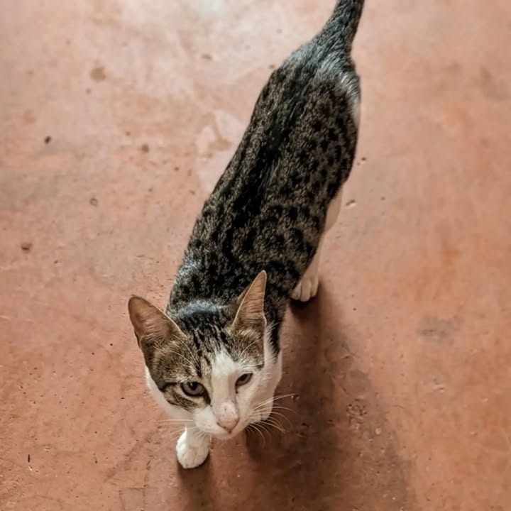 Gatita busca un hogar amoroso y responsable 
