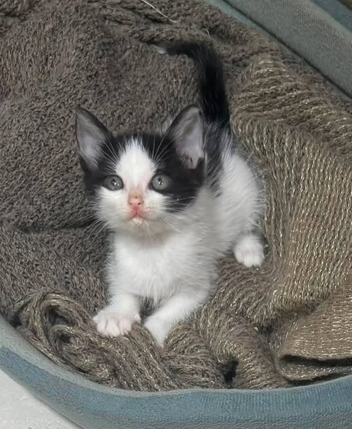 Gaticos buscando hogar responsable en Pereira 