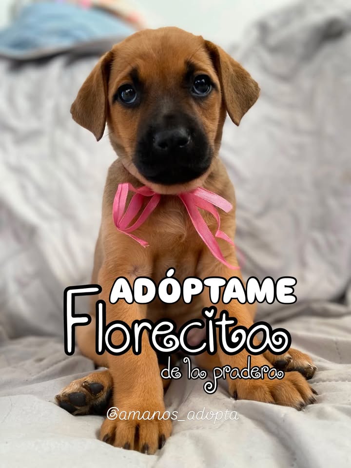Cachorra en adopción responsable en Bogotá 