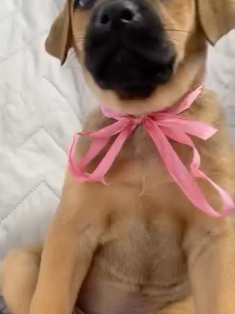 Cachorra en adopción responsable en Bogotá 
