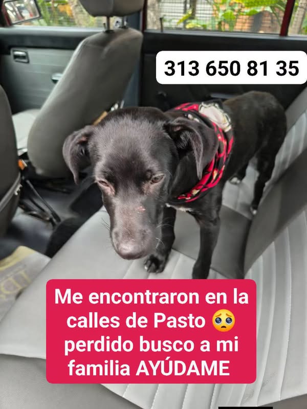Perro perdido encontrado en Pasto, Nariño 