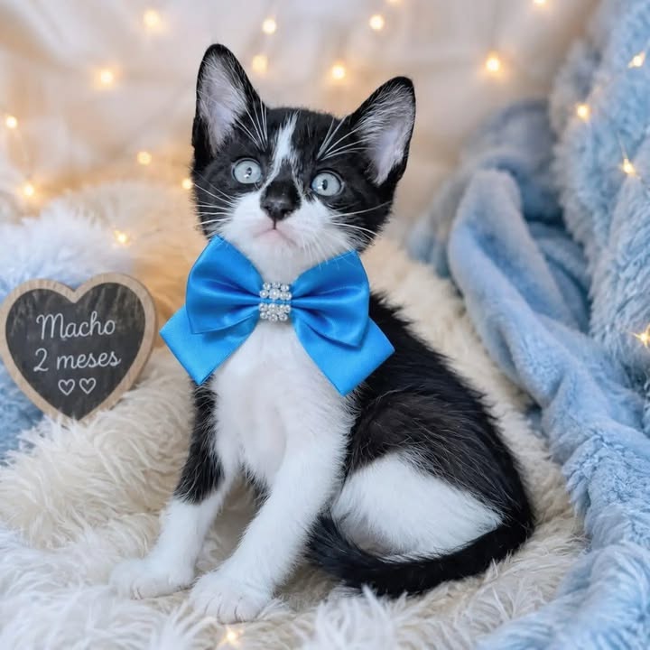 Adopción Hermanitos Gato Hembra y Macho en Pereira 