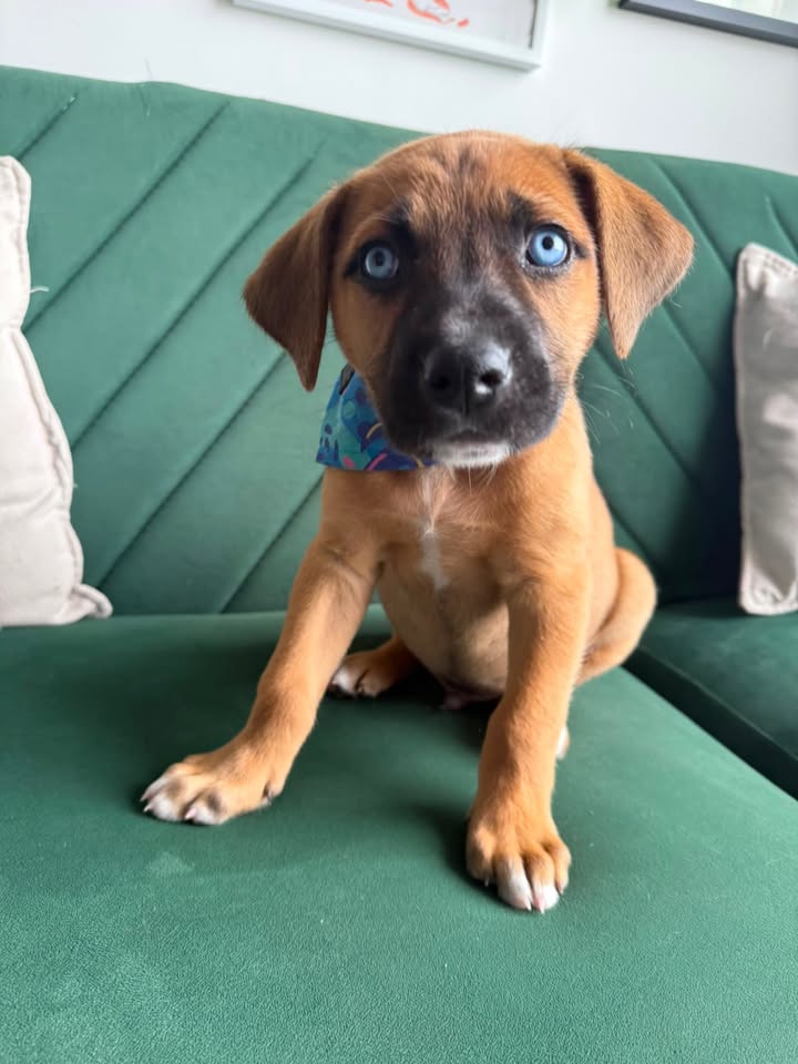Adopta Zapatito, cachorro de tamaño mediano/grande en Bogotá 