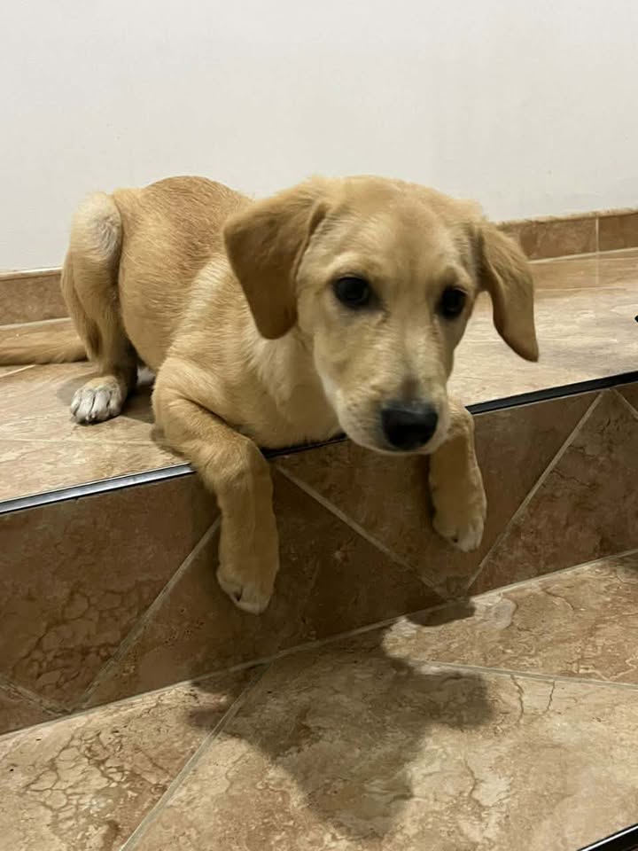 Perrito en adopción en Pereira 