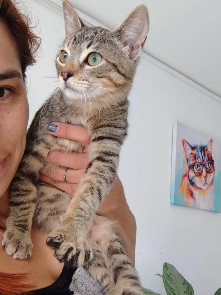 Adorable gato llamado Yoda busca hogar lleno de amor en Bogotá 