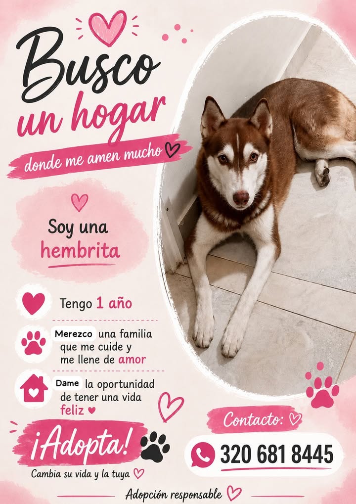 Adopta hembra husky siberiano en Tuluá 