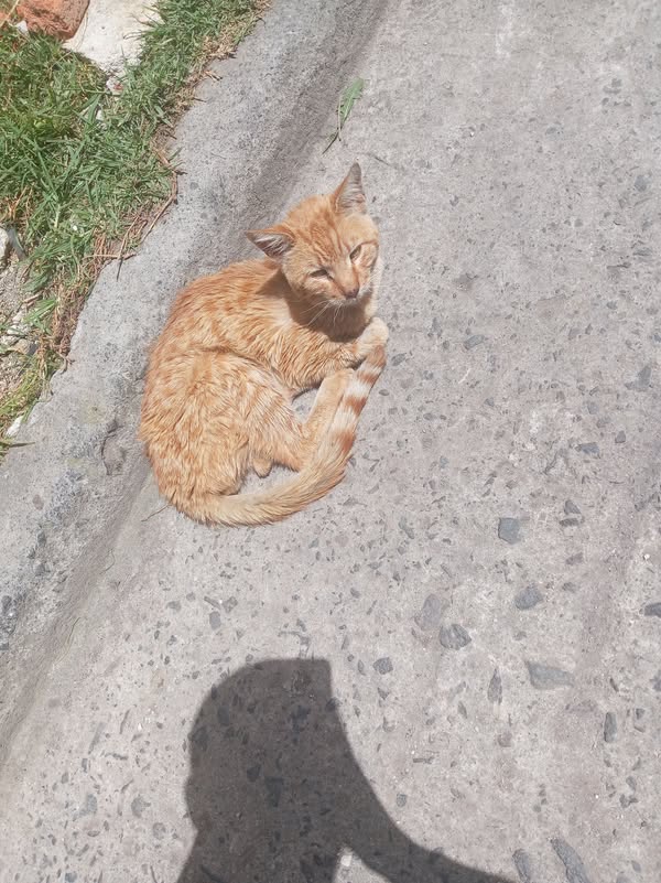 Gato naranja encontrado en el barrio Santa Matilde 