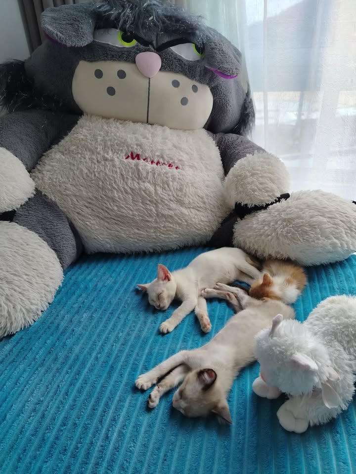 Gatitos en Adopción en Bogotá - Fundación Alma de Bigotes 