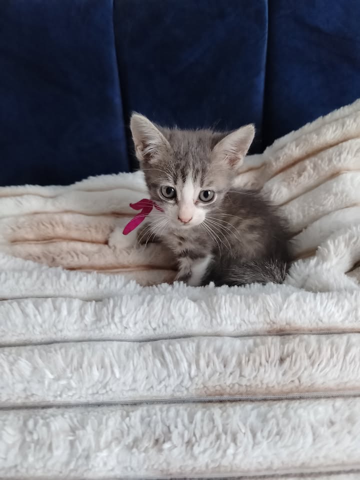 Gatitos en Adopción en Bogotá - Fundación Alma de Bigotes 