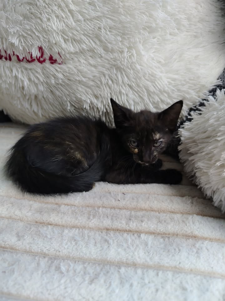 Gatitos en Adopción en Bogotá - Fundación Alma de Bigotes 