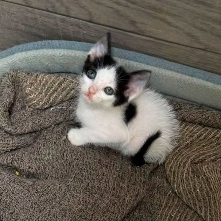 Gaticos buscando hogar responsable en Pereira 