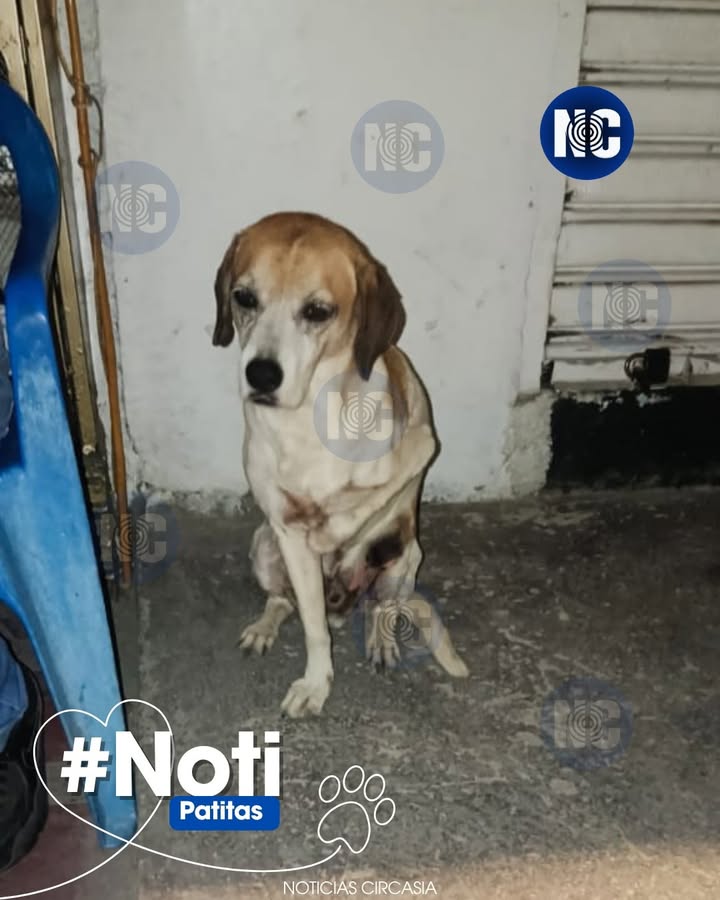 Perrito herido necesita ayuda veterinaria urgente en Circasia 