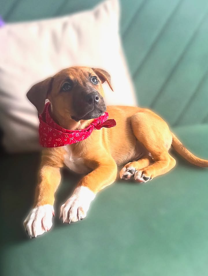 Adopta a Tomatito, un tierno cachorro listo para encontrar su hogar 