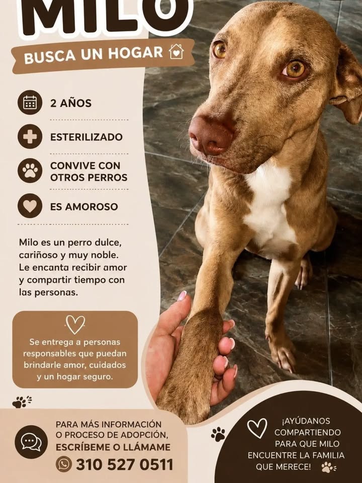 Milo busca un hogar definitivo en Pereira 