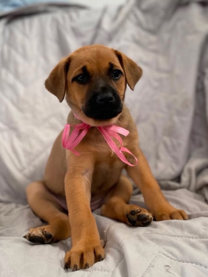 Cachorra en adopción responsable en Bogotá 
