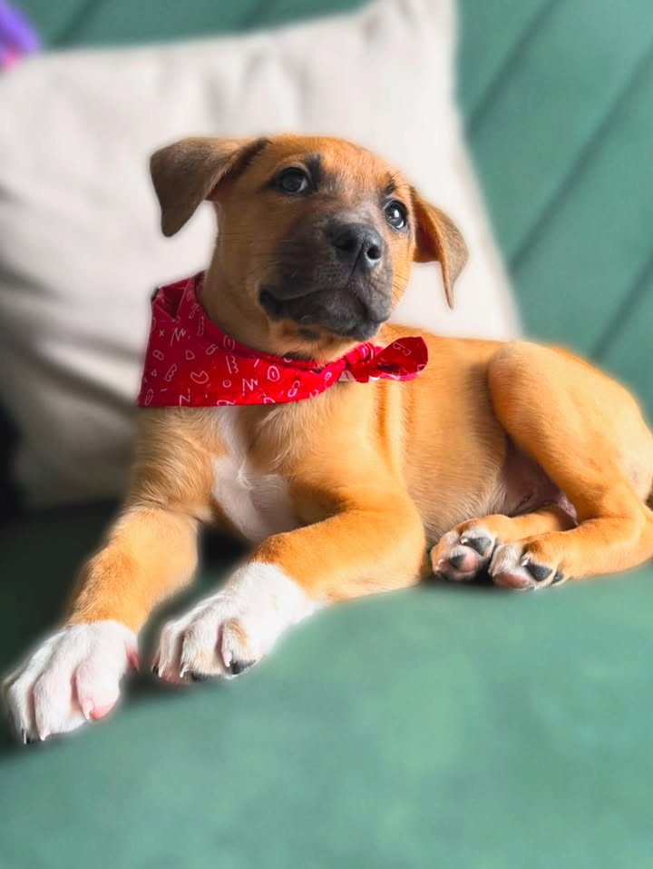 Adopta a Tomatito, un tierno cachorro listo para encontrar su hogar 