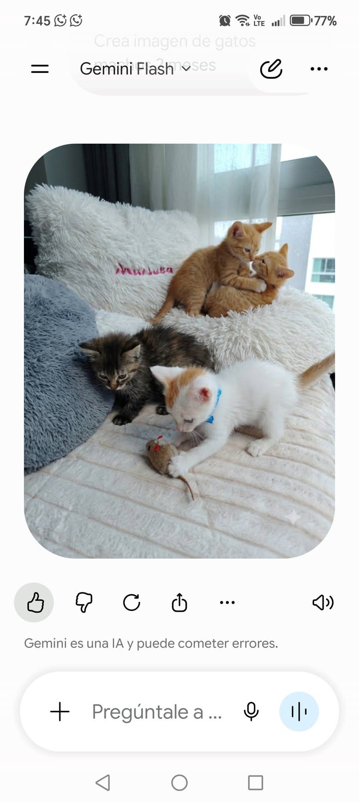 Gatitos en Adopción en Bogotá - Fundación Alma de Bigotes 