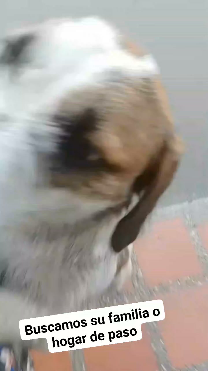 Buscan familia para perro encontrado en Amagá, Antioquia 