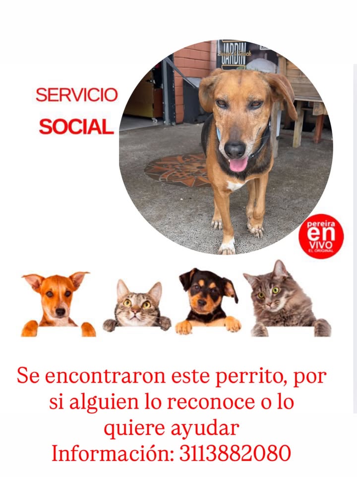 Encuentran perrito en Pereira, Risaralda 