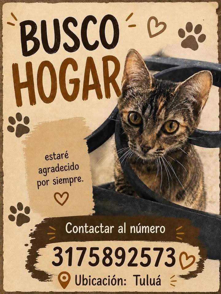 Gato en adopción en Tuluá 